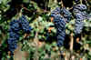 Stradon del Vin Friularo - uva